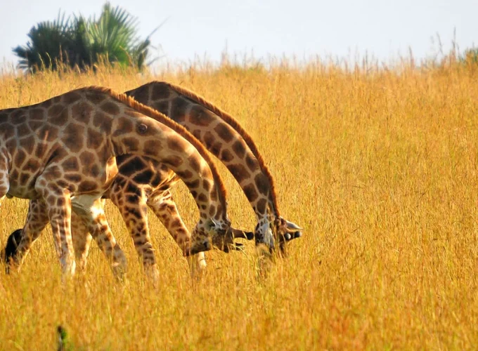 Tanzania Beyond (6 Days)