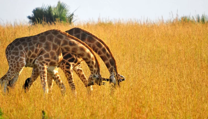 Discover Affordable Kenya and Tanzania Safari with Diwaka Safaris