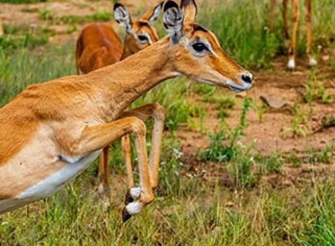 Ndege Tanzania (8 Days)