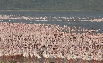 Lake Baringo
