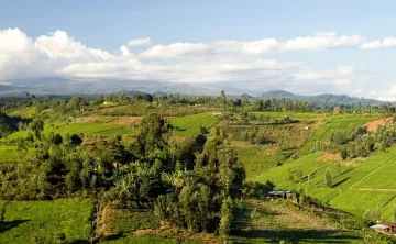 Limuru Tea Plantations
