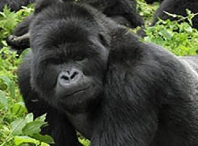 Murchison Falls – Kibale Forest – QE – Gorillas & Lake Mburo (9 days)